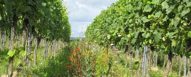 Weingut Seyberth 