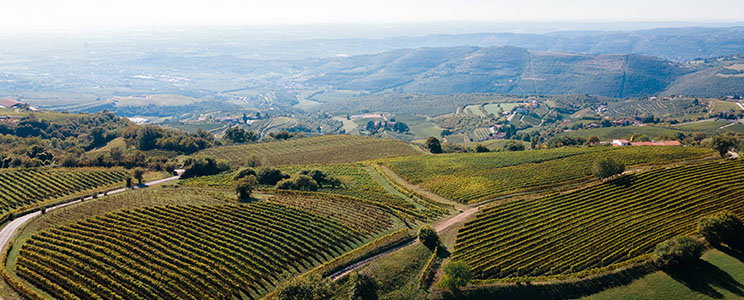 Bronzato Winery