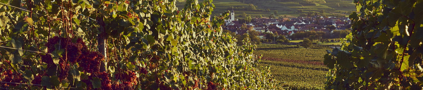 Winzergenossenschaft Jechtingen-Amoltern