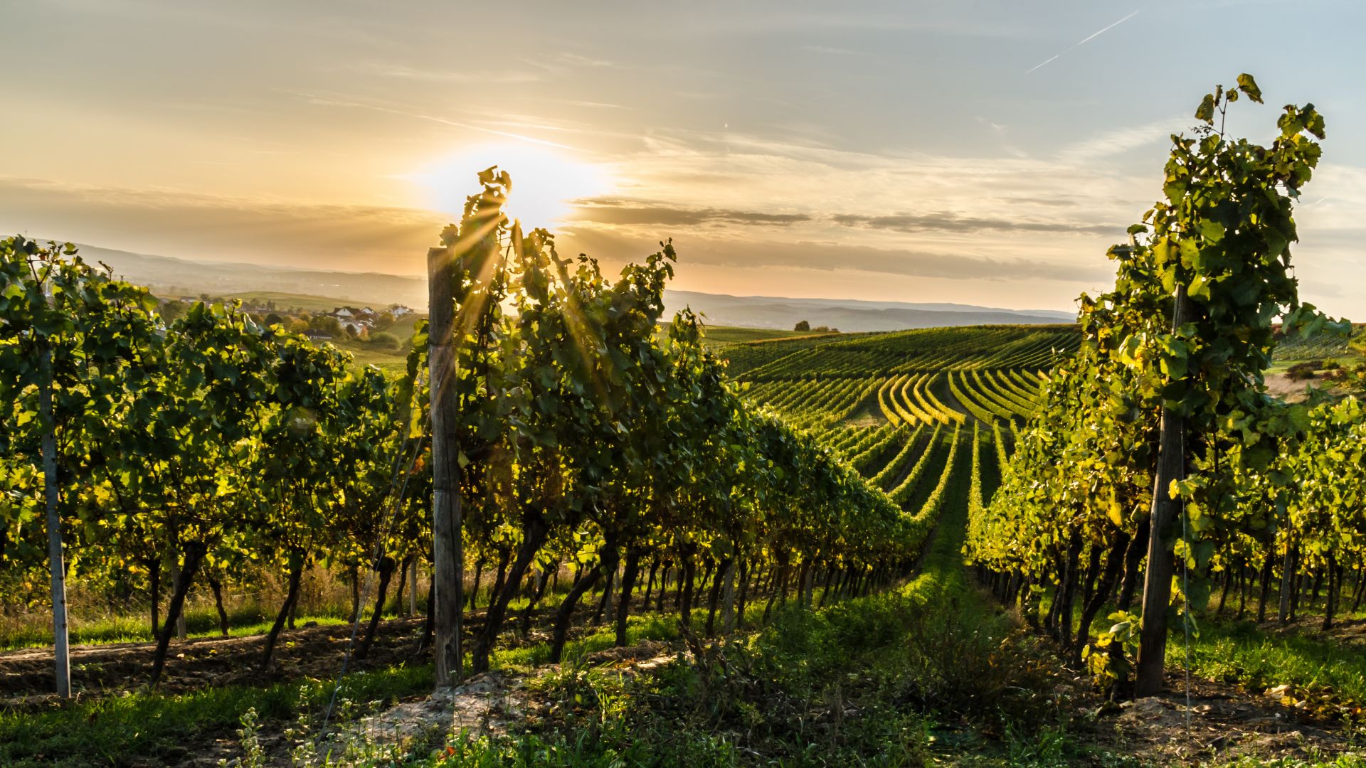 Rheinhessen