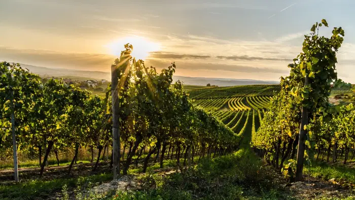 Rheinhessen