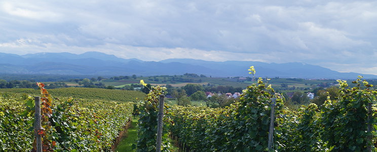 Landmann