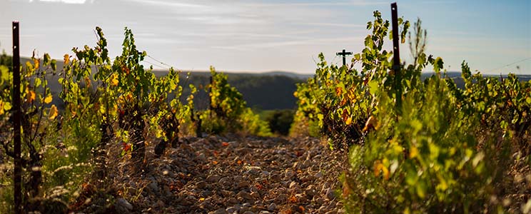 Domaine Mas Conscience