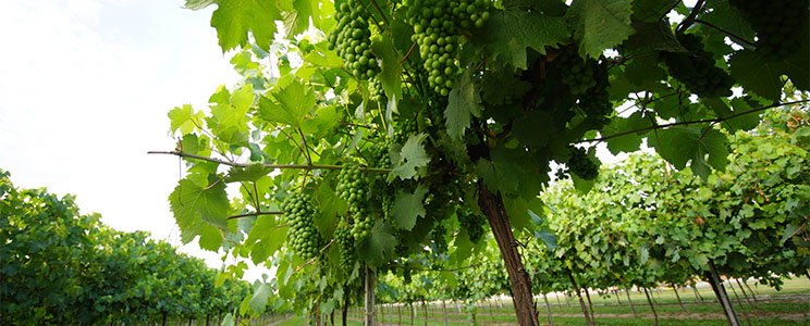Podere Francesco