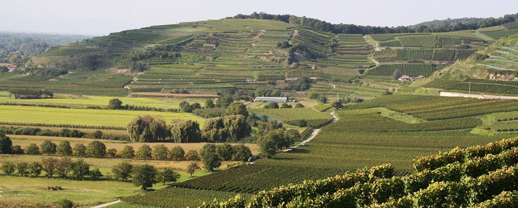 BIO Weingut Lay