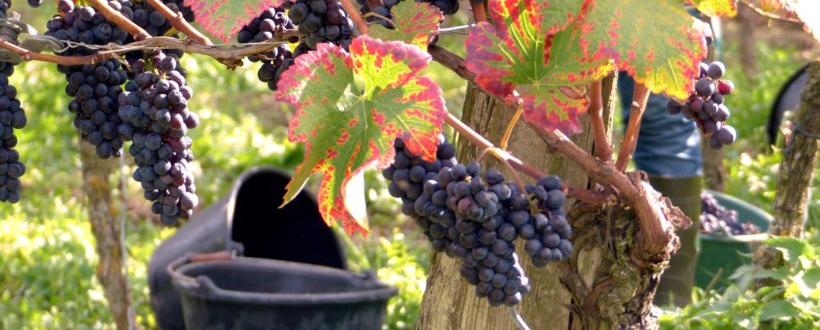 BIO Weingut Lay