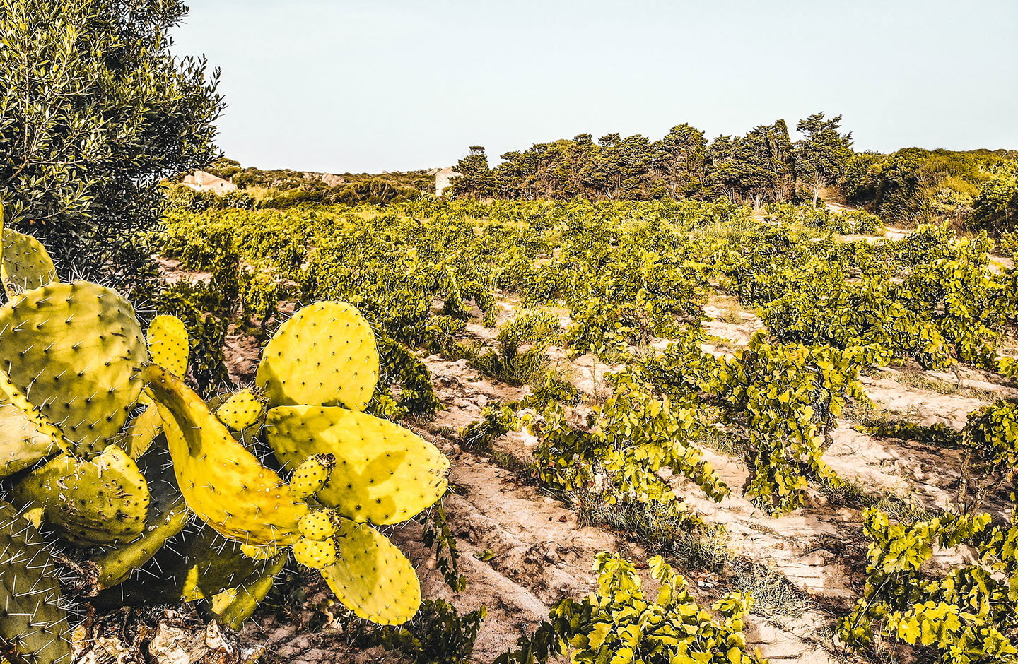 Biomar Cooperativa Agricola