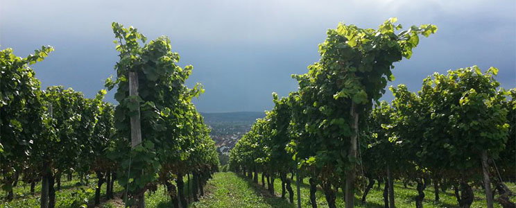 Koch Winzerfamilie