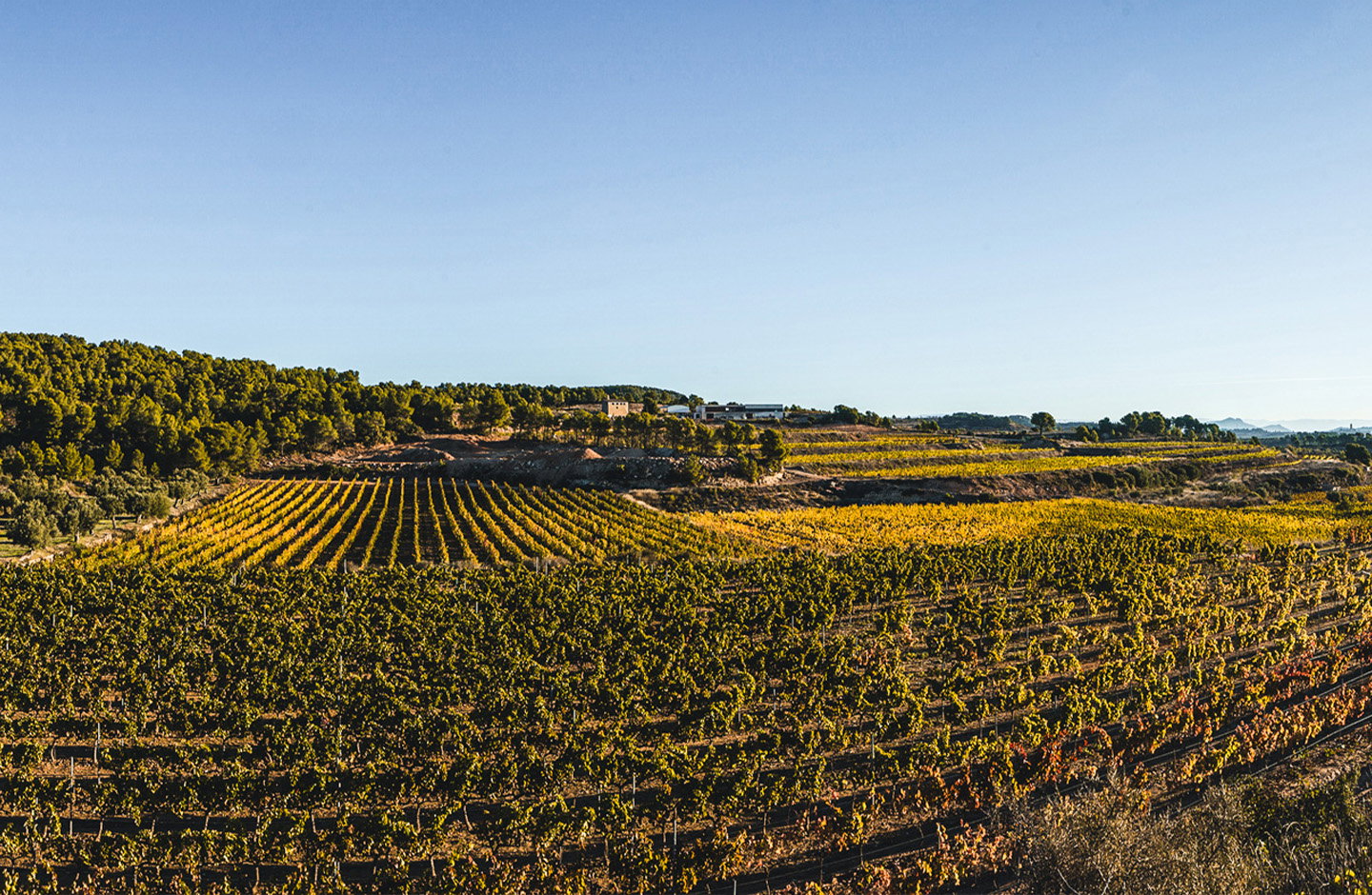 I Tant Vins