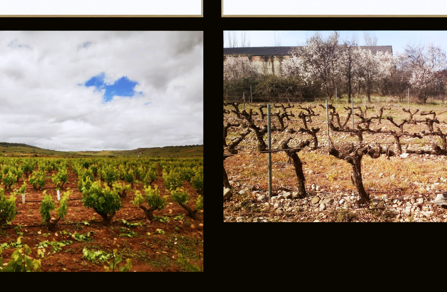 Finca Cienvacas