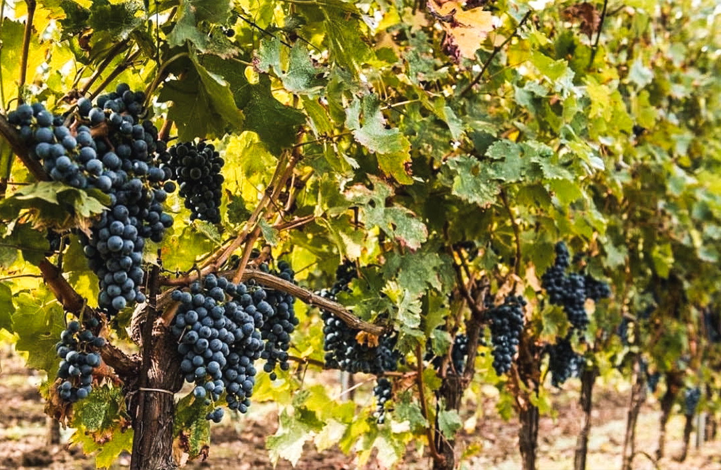 Podere Conca