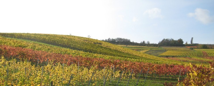 Oekoweingut Wagner