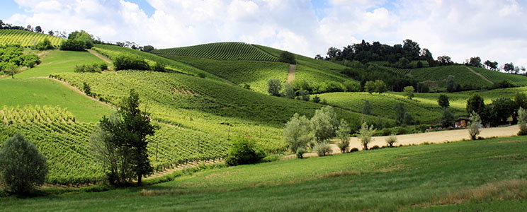 Azienda Vitivinicola La Torretta