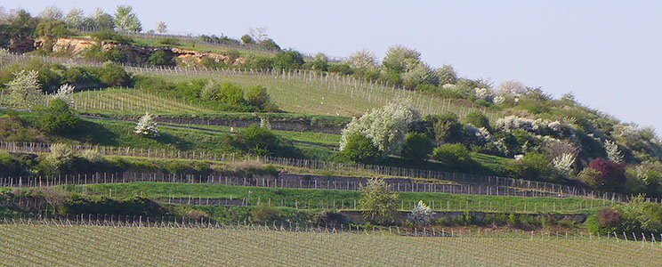 Brenneis-Koch