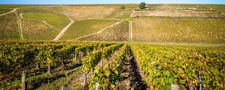 Domaine Pascal Bouchard