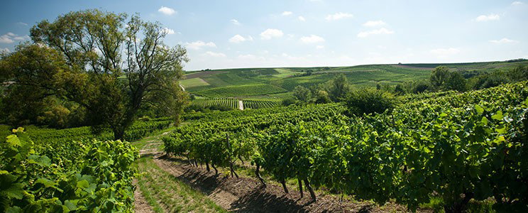 Landgraf