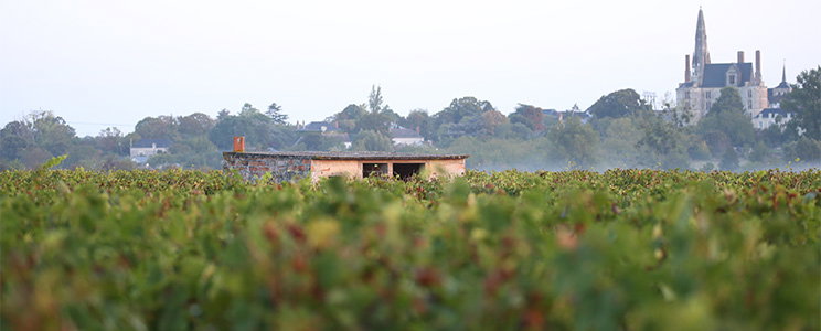 Château de la Calonnière