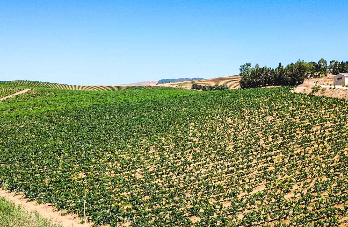 Terre di Bruca