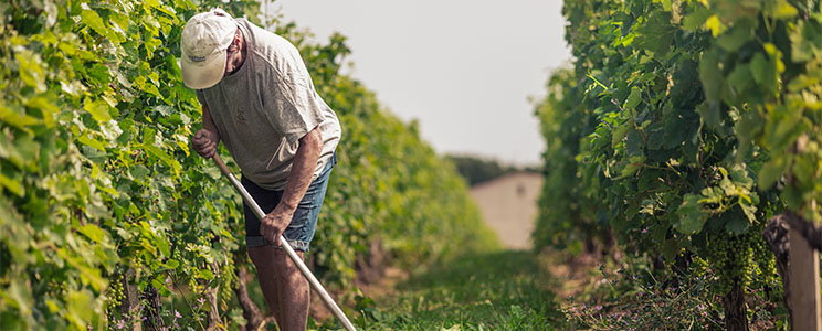 Les Vignobles André Lurton