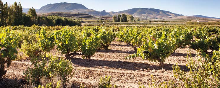 Criadores de Rioja