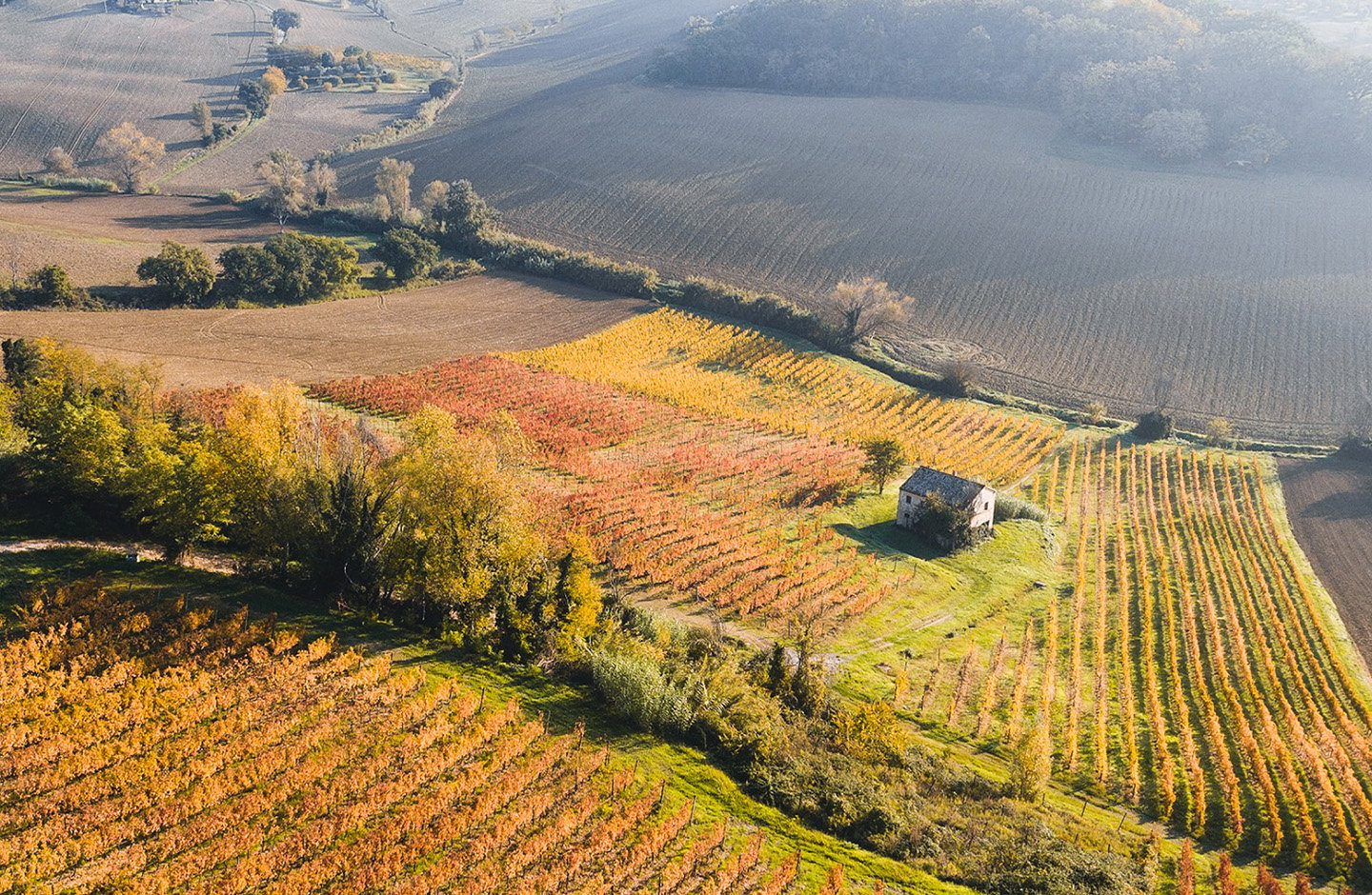 Vigna degli Estensi