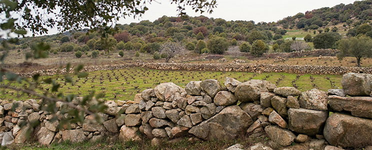 Camivini