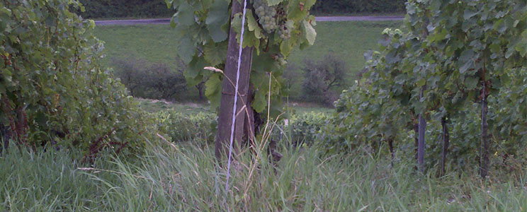 Koch Winzerfamilie