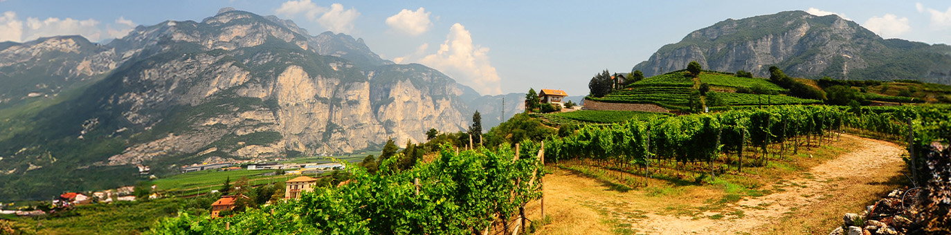 Weinregion Südtirol mit Weinbergen vor beeindruckender Bergkulisse