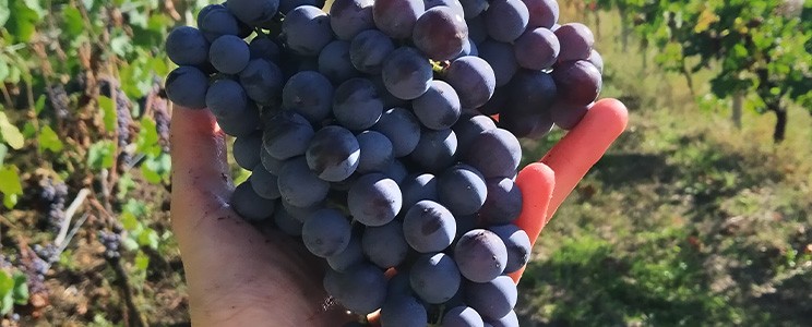Ca' di Cairè