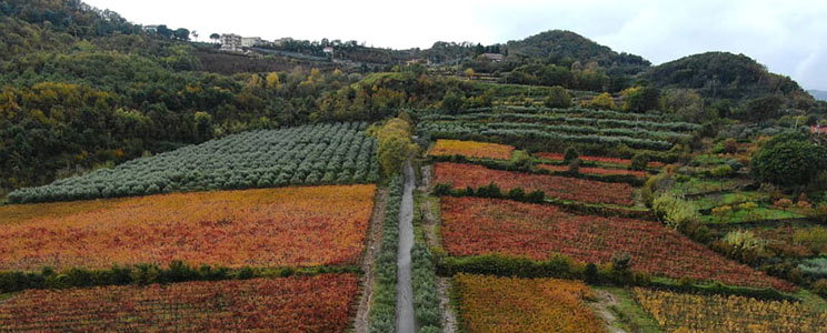 Vuolo