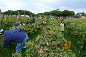 Cenatiempo Vini d’Ischia