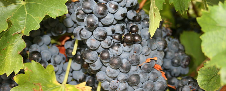 Finca Allende