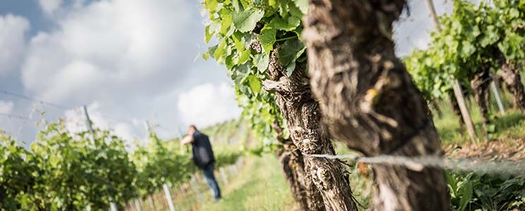 Familienweingut Braun