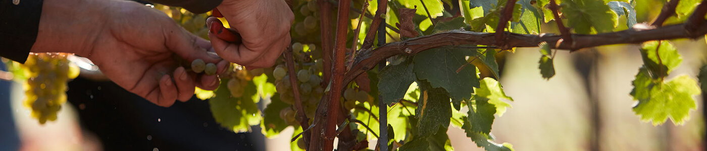 Immel Biowein