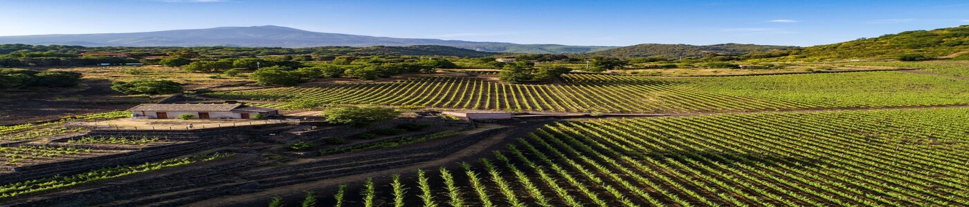 Serafica Terra di Olio e Vino