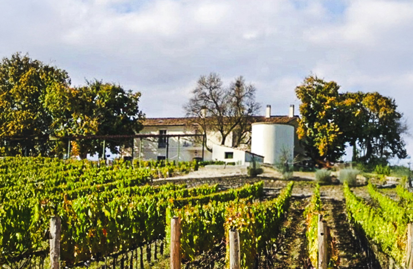 Mastrangelo Vini