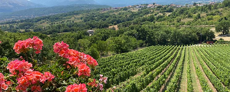 Castelsimoni