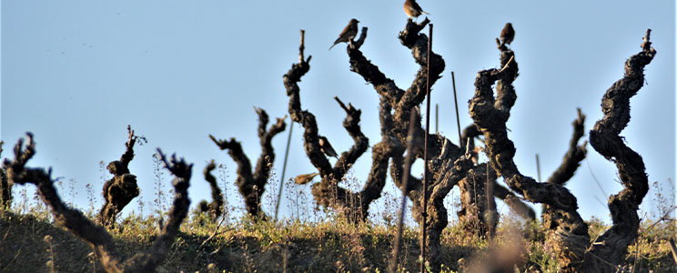 Clos de l'Obac