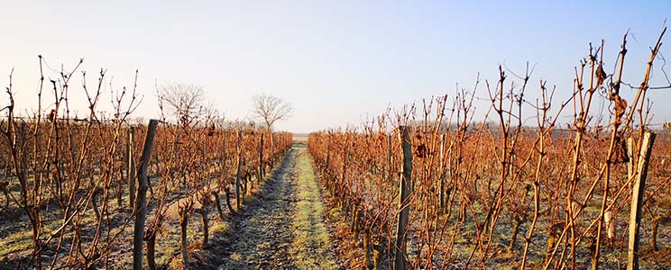 Domaine Saint Landor