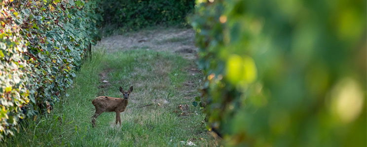 La Cave des Vignerons de Tursan