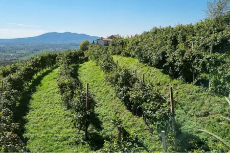 grüner und blühender Weinberg