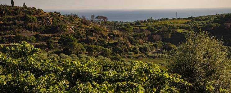 Guzman Tenuta Moreri