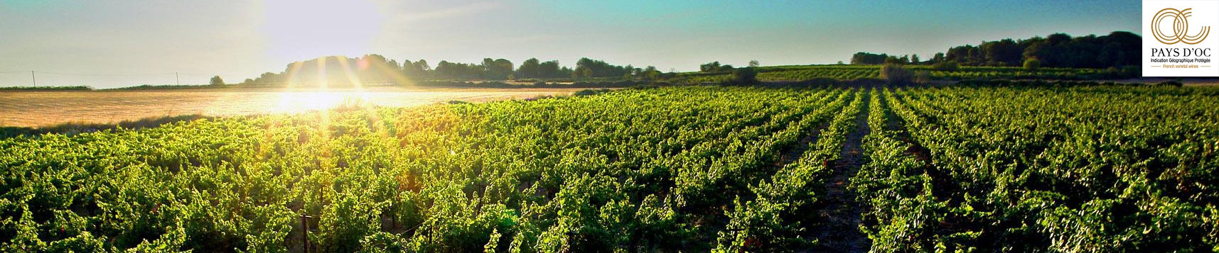 Goldener Herbst mit den besten Pays d'Oc IGP Weinen