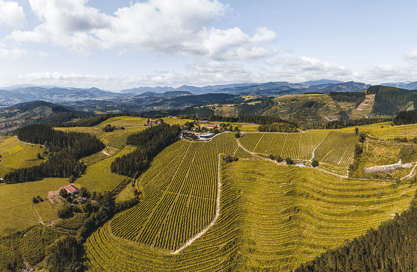 Berroja Txakoli