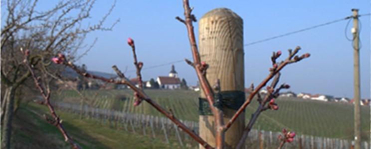 Möwes