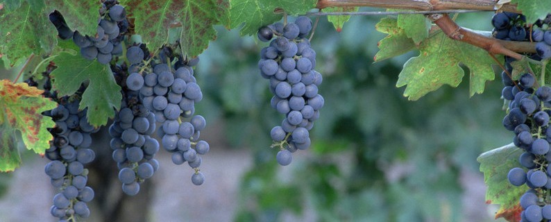 Wein Zimmer