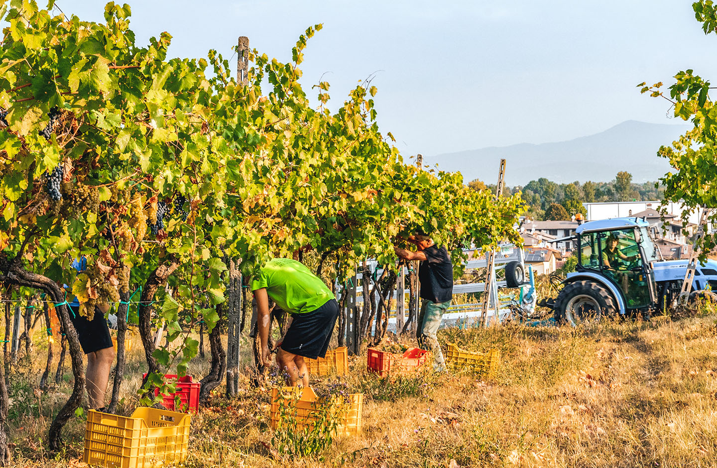 Tenuta La Vigna