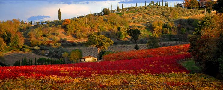 Poggio delle Faine