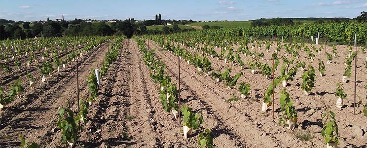 Domaine des Raillères
