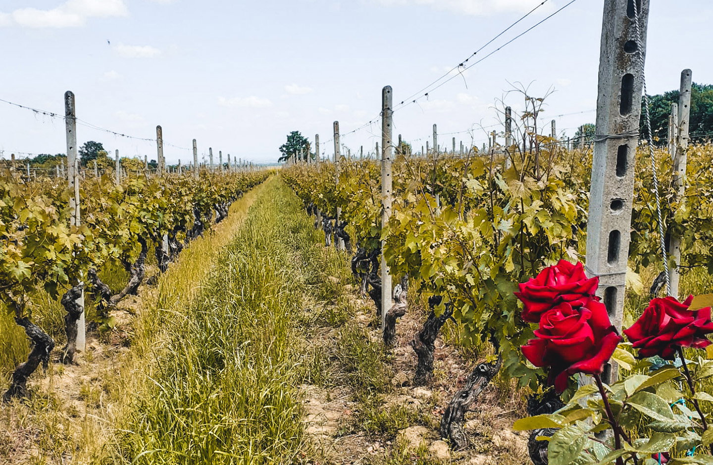 Paschetta vini